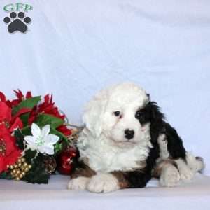 Rosko, Mini Bernedoodle Puppy